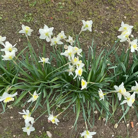 D'hotes Lamidome * Pouant