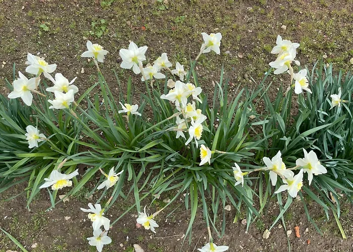 D'hotes Lamidome * Pouant